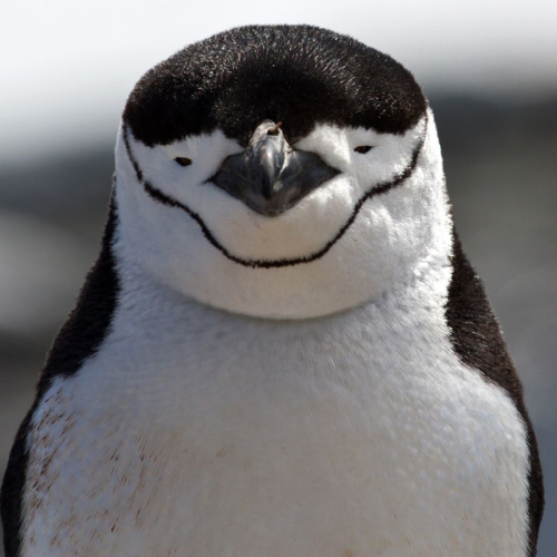 Chinstrap Penguin